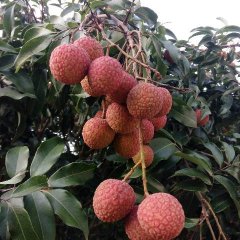 广东阳西县玉荷苞已大量上市