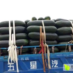滕州子弹头黑皮冬瓜已经大量上市