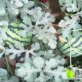 2017新民西瓜糖度高，红瓤黑籽，肉质脆