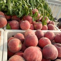 安徽省砀山县毛桃现已大量上市