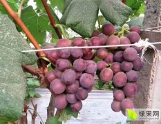 山东东昌府 聊城葡萄开始大量供货了