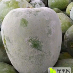 曲周候村王永强6月一串灵冬瓜