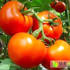 喀喇沁旗大量产硬果番茄斯贝德等优秀果种