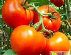 喀喇沁旗大量产硬果番茄斯贝德等优秀果种