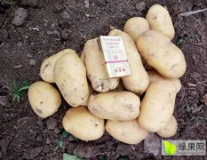 河南漯河市现有荷兰十五号品种土豆