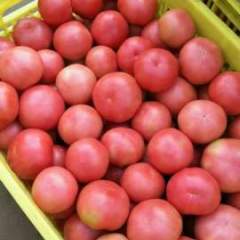 中牟西红柿长势旺盛 西红柿量越来越大