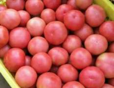 中牟西红柿长势旺盛 西红柿量越来越大
