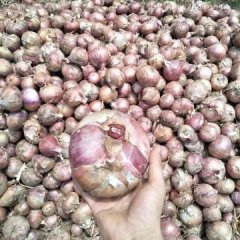 通许红皮洋葱大量上市0.12元
