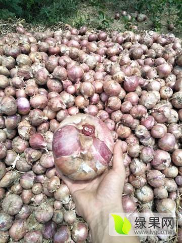 2017年河南通许红皮洋葱价格