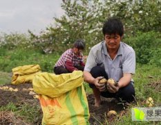 2017代收购土豆！山东省青岛平度土豆上市了．