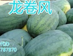 开封通许西瓜 诚信代办，龙卷风即将成熟