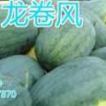 开封通许西瓜 诚信代办，龙卷风即将成熟