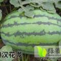滨州惠民西瓜基地庞大