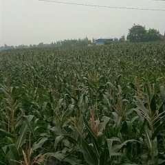 本基地5-7月供应优质花糯玉米