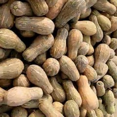 江夏海吉星南瓜这几天比较稳定