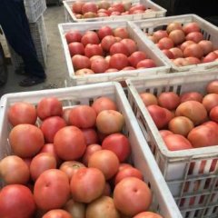 中牟西红柿果型好，口感佳