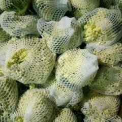 自己地里种植的，西兰花有机花