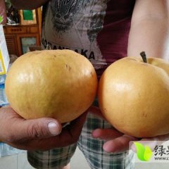 四川东坡水果专业合作社专业收购圆黄梨，