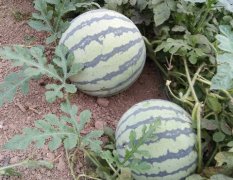 夏邑8424、美都西瓜大量供应联系人李先生18103701222