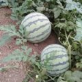 夏邑8424、美都西瓜大量供应联系人李先生18103701222