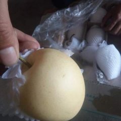 皇冠梨雪梨水晶梨有再次跌价了