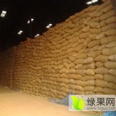 湖北汉川先玉335玉米