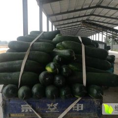 郯城黑皮大冬瓜以大量上市肉厚条形