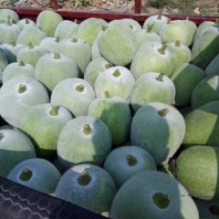 山东莘县一串铃日供货量百万斤