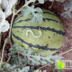 玉田西瓜 京欣，双星及各品种系列