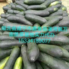2017嘉鱼冬瓜支持供给食品厂，出口和市场