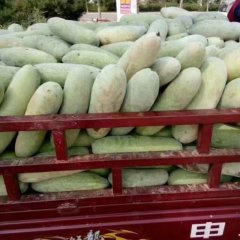 中牟 现在蔬菜已经开始大量上市