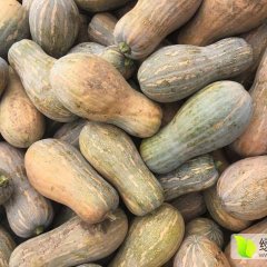 湖南岳阳密本早熟南瓜现己经大量上市