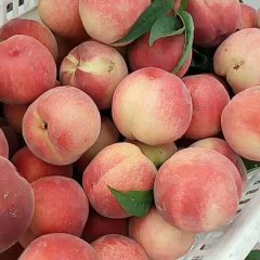 安徽砀山美脆桃蜜桃 油桃，白桃，黄桃