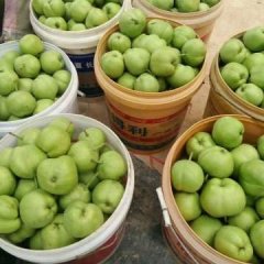 各种早熟梨晚熟梨