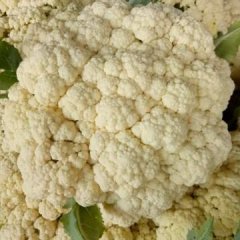 沛县河口周影2月白面青梗松花菜菜花