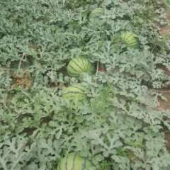 河北保定清苑县西瓜种植基地