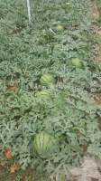 河北保定清苑县西瓜种植基地