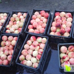 河北省深州市王村盛荣果品站