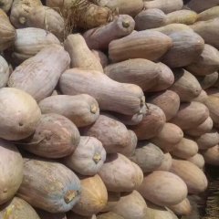 湖南汉寿老南瓜现已大量上市