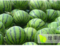 辽宁省凌海市《西瓜》大量上市