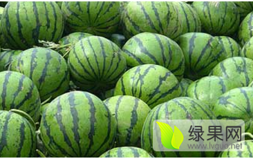 辽宁省凌海市《西瓜》大量上市