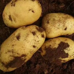 山东省聊城市东昌府区土豆大量上市