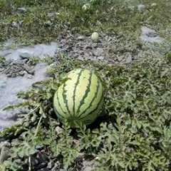 “西瓜之乡”的陕西省蒲城县龙阳镇