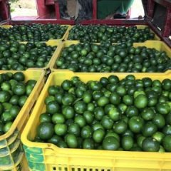 2017全州柑橘现在果径已有3.5-5.0的果了