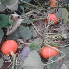 内蒙南瓜预计七月中旬开始上市