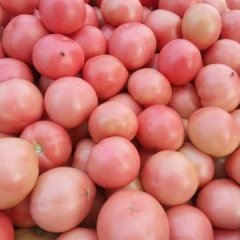 2017中牟西红柿现已大量上市，货量足