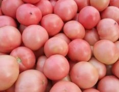 2017中牟西红柿现已大量上市，货量足