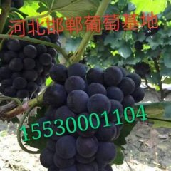 河北邯郸葡萄基地诚邀您采购