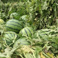 2017北林西瓜 双模西瓜现已大量上市