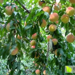 东里双村是远近闻名的黄桃生产基地